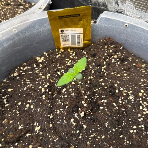 Gorilla Melon growlog timeline photo