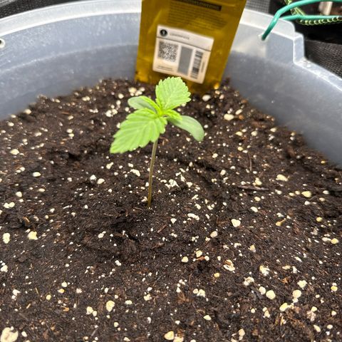 Lemonpaya growlog timeline photo