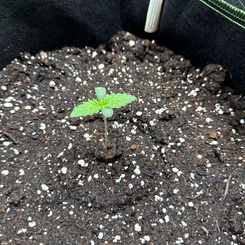 Gorilla Melon growlog timeline photo