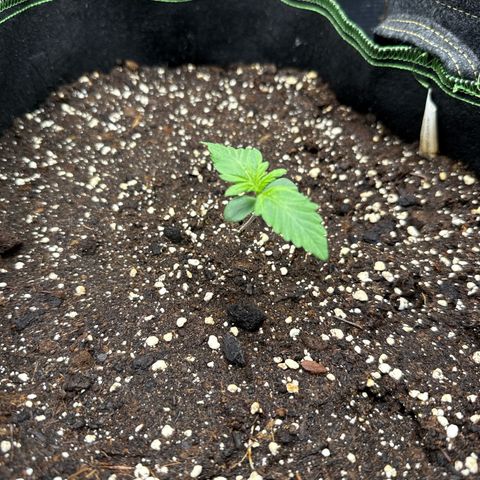 Fat Banana growlog timeline photo