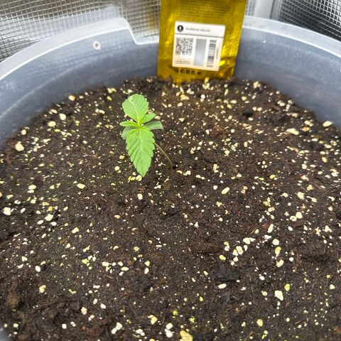 Rainbow Melon growlog timeline photo