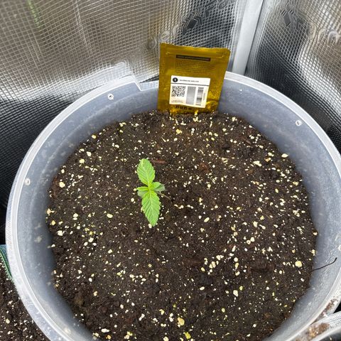 Rainbow Melon growlog timeline photo