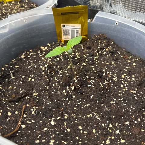 Gorilla Melon growlog timeline photo
