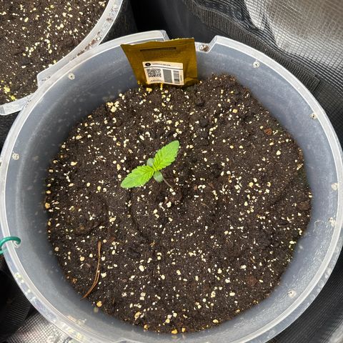Gorilla Melon growlog timeline photo