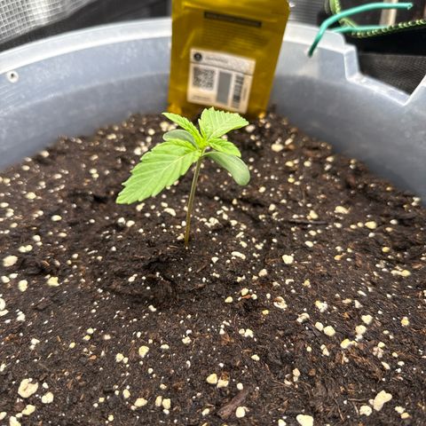 Lemonpaya growlog timeline photo
