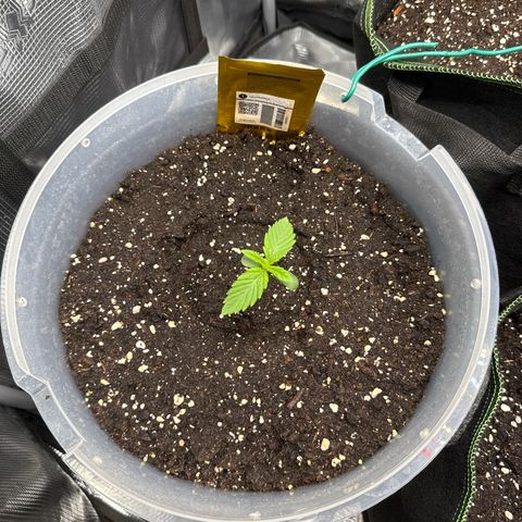 Lemonpaya growlog timeline photo
