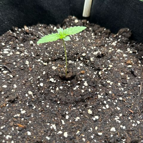 Gorilla Melon growlog timeline photo