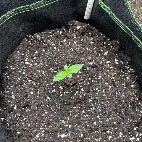 Gorilla Melon growlog timeline photo