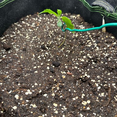 Fat Banana growlog timeline photo