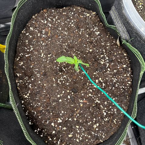 Fat Banana growlog timeline photo