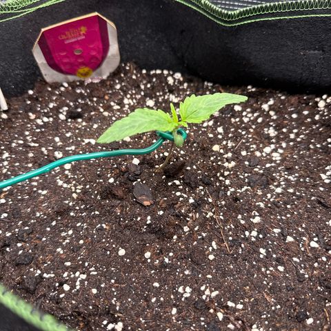 Special Kush #1 growlog timeline photo
