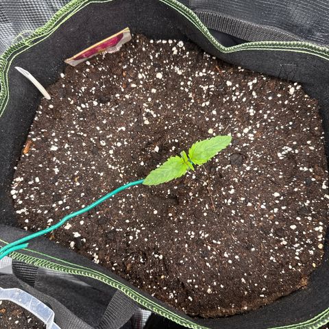 Special Kush #1 growlog timeline photo