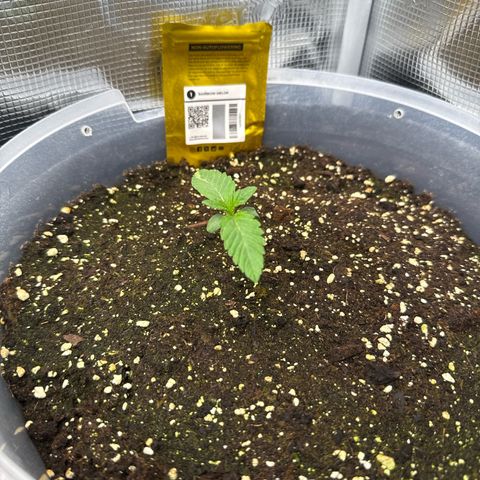 Rainbow Melon growlog timeline photo