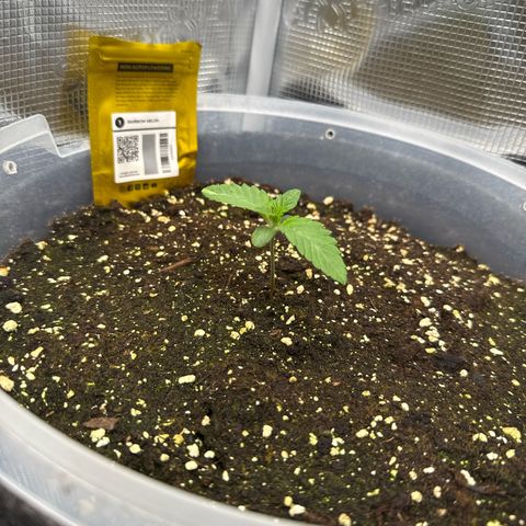 Rainbow Melon growlog timeline photo