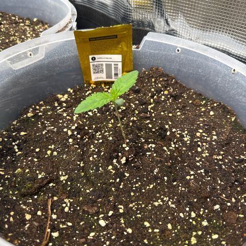 Gorilla Melon growlog timeline photo