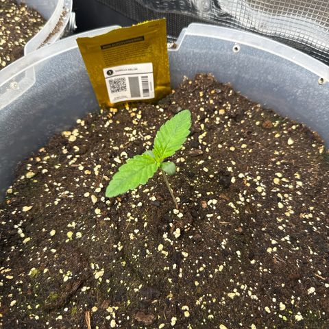 Gorilla Melon growlog timeline photo