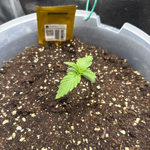 Lemonpaya growlog timeline photo