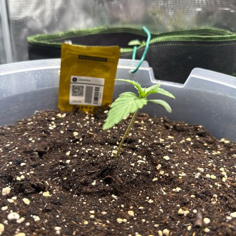 Lemonpaya growlog timeline photo