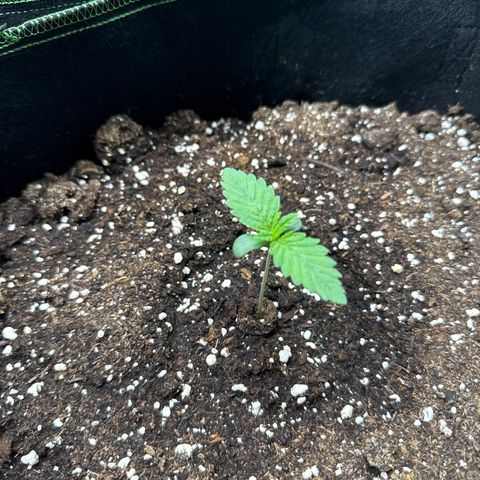 Gorilla Melon growlog timeline photo