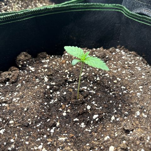 Gorilla Melon growlog timeline photo