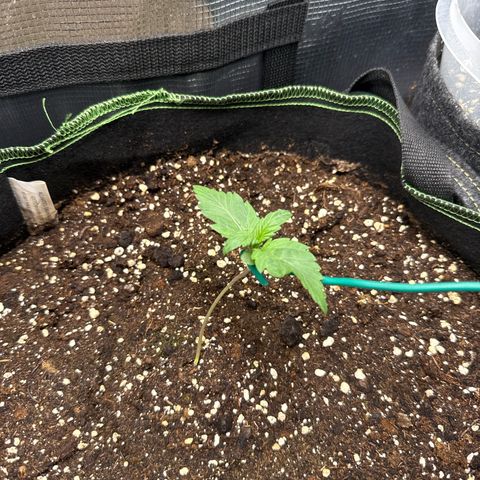 Fat Banana growlog timeline photo