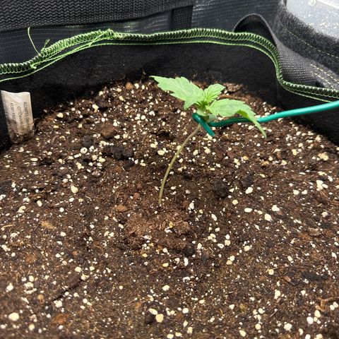Fat Banana growlog timeline photo
