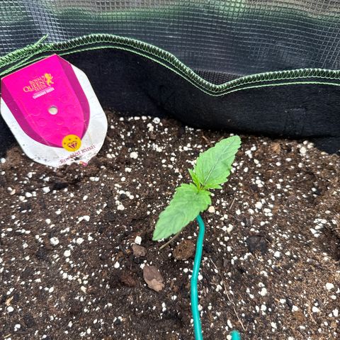 Special Kush #1 growlog timeline photo