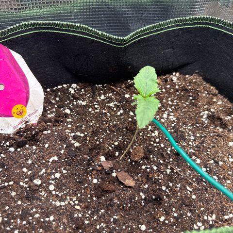 Special Kush #1 growlog timeline photo