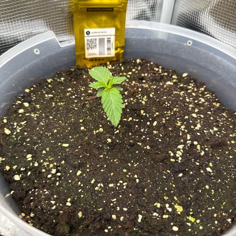 Rainbow Melon growlog timeline photo