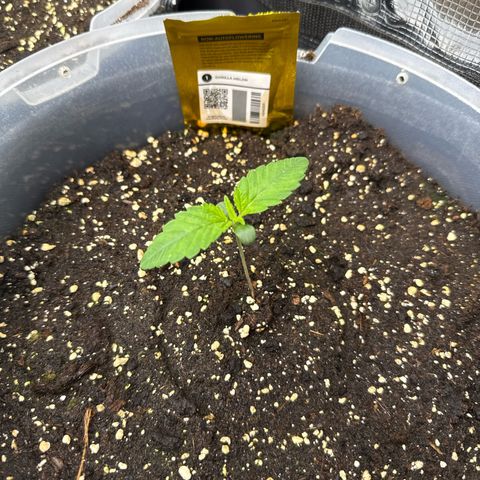 Gorilla Melon growlog timeline photo