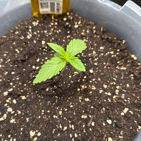 Lemonpaya growlog timeline photo