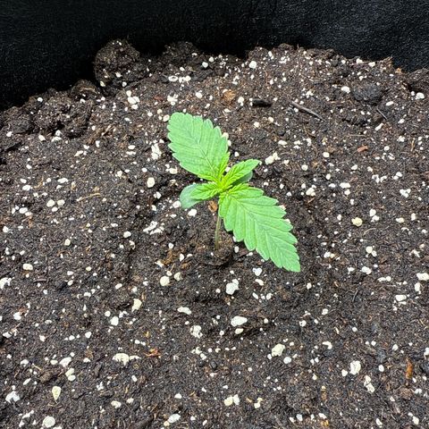Gorilla Melon growlog timeline photo