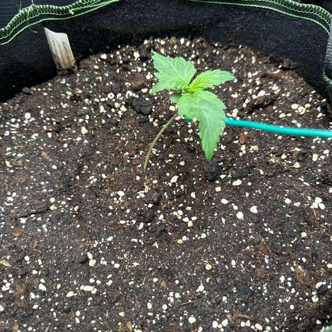 Fat Banana growlog timeline photo