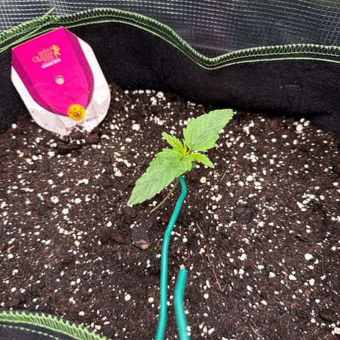 Special Kush #1 growlog timeline photo