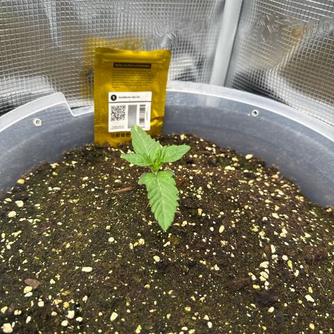 Rainbow Melon growlog timeline photo