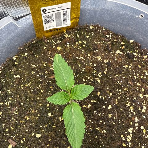 Rainbow Melon growlog timeline photo