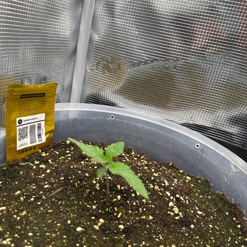 Rainbow Melon growlog timeline photo