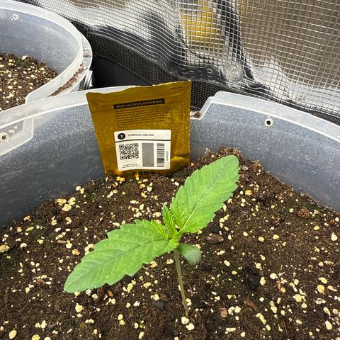 Gorilla Melon growlog timeline photo