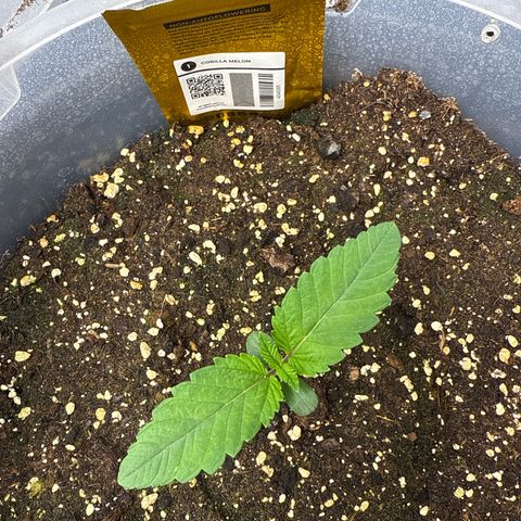 Gorilla Melon growlog timeline photo