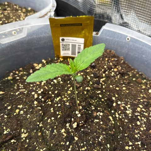 Gorilla Melon growlog timeline photo
