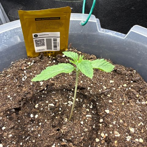 Lemonpaya growlog timeline photo