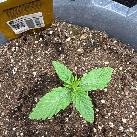 Lemonpaya growlog timeline photo