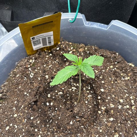 Lemonpaya growlog timeline photo