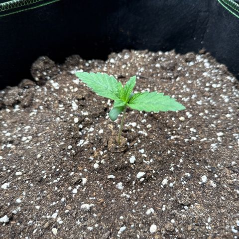 Gorilla Melon growlog timeline photo