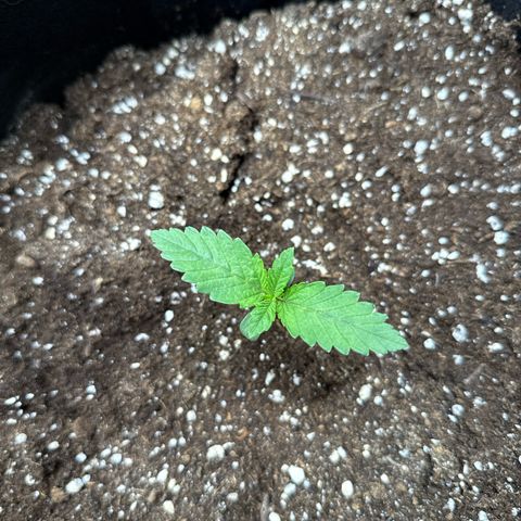 Gorilla Melon growlog timeline photo