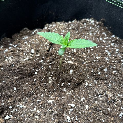 Gorilla Melon growlog timeline photo
