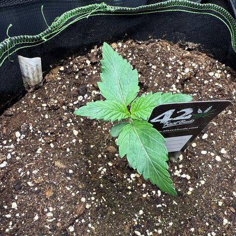Fat Banana growlog timeline photo