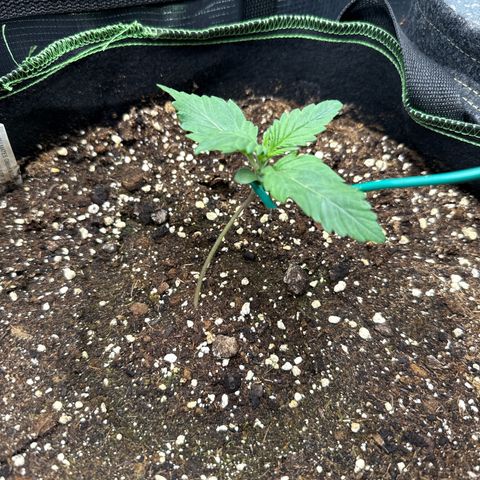 Fat Banana growlog timeline photo