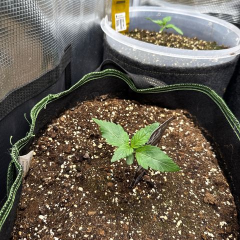 Fat Banana growlog timeline photo