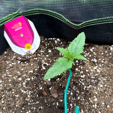 Special Kush #1 growlog timeline photo